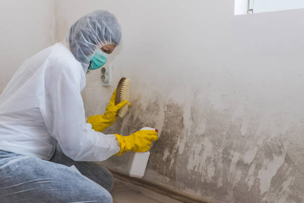 Best Basement Mold Remediation in Dublin, GA