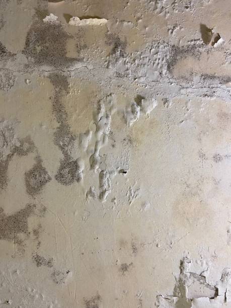 Best Mold Remediation for Specific Building Types in Dublin, GA