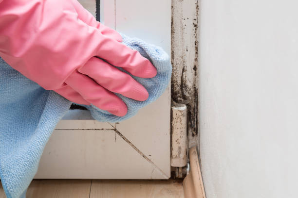 Best Mold Testing and Inspection Services in Dublin, GA